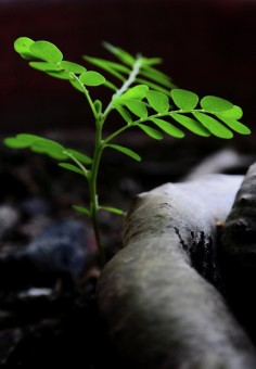 Weed