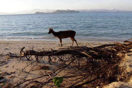 JJP (Jalan - Jalan Pagi)