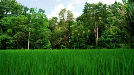 Green Field