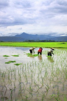 Musim Tanam Padi