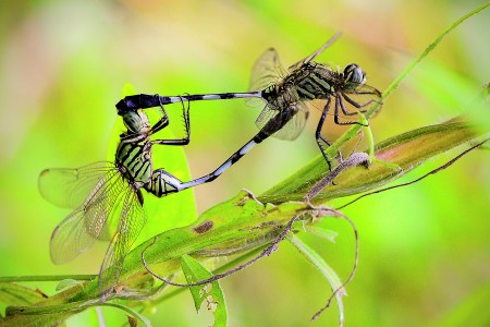 mating dragonfly
