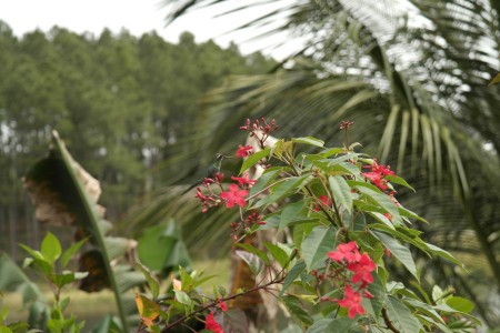 Colibri in action