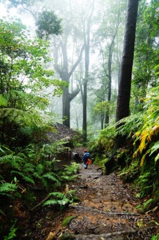 A Forest of Mist