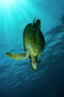 Turtle Down GBR