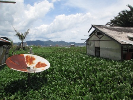 Invasive Spesies Eceng Gondok
