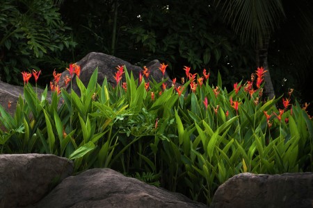 Flower on the rock
