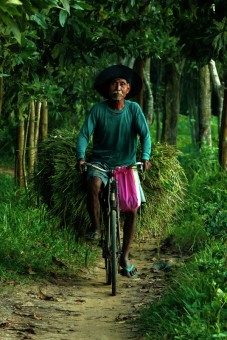 PULANG DARI SAWAH