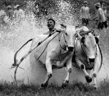 Raging Bulls