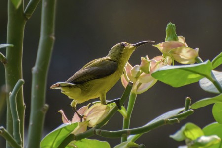 Little Bird