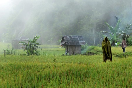 dinginnya pagi disawah kembahang