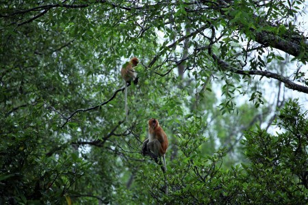 Proboscis