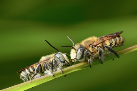 Male Banded Bee