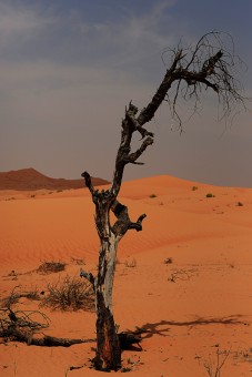 The Lonely Tree