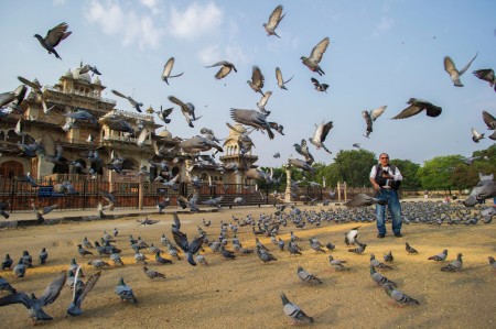 Playing with the Birds