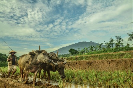 Membajak sawah