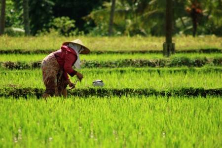 The Farmer