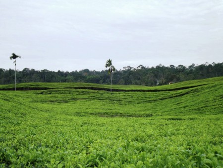 Green Tea