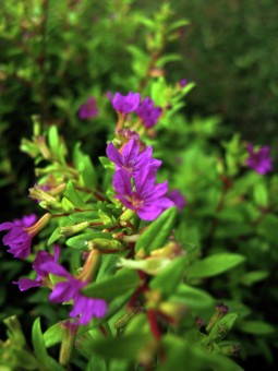 roadside flowers
