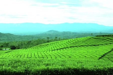 kebun teh