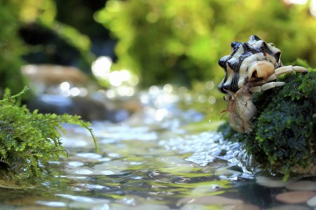River Lover