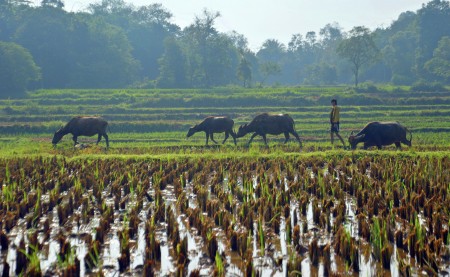 Kerbau Sawah