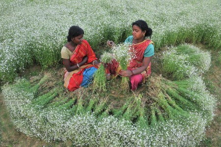 The Flower Collectors