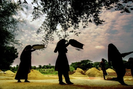 Harvesting.