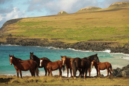 Wild horses in the middle of nowhere