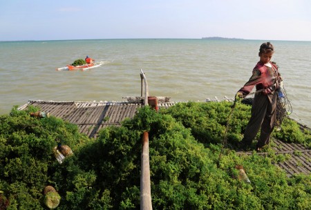Seaweed Farmers