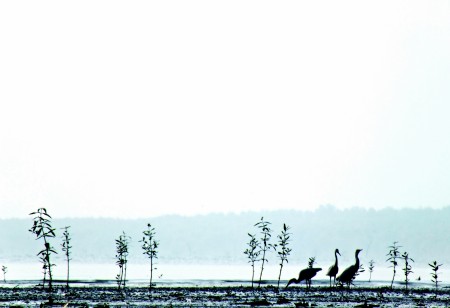 3 Burung Kuntul