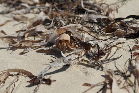 Little crab in its shell