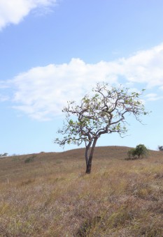 lonely three