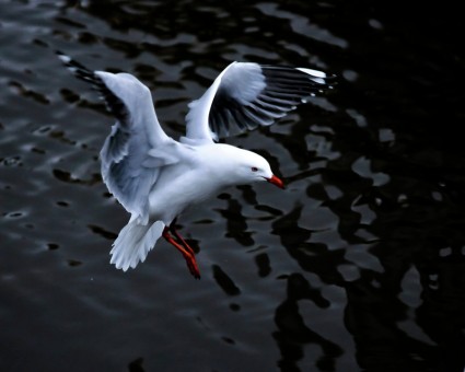 Landing