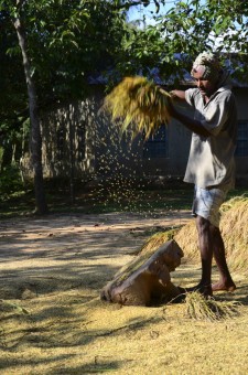 Rice picker