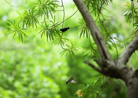 The Birds