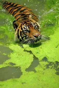 SUMATRAN TIGER