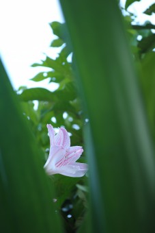 The Peek of Lily Flower
