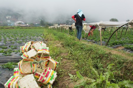 Strawberry picking