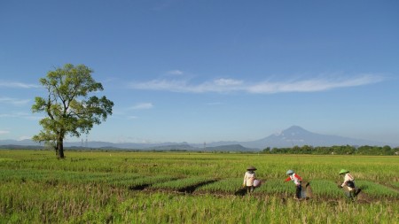 RICEFIELD