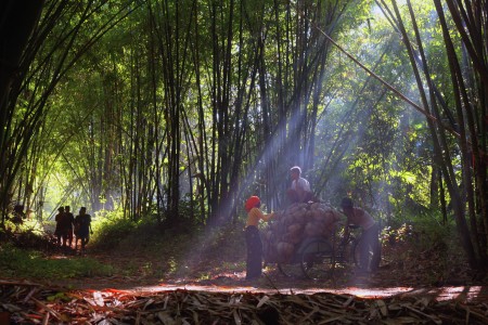 aktivitas di hutan bambu