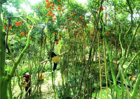 ÄÆ¯á»¢C MÃ™A QUÃT Há»’NG