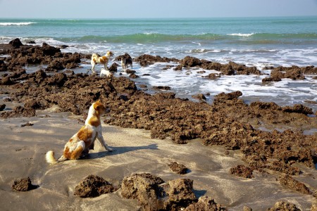 animal and sea