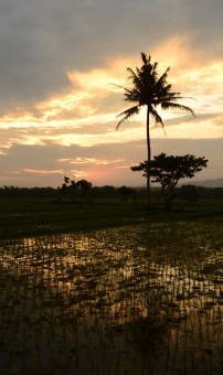 senja hari di sedayu