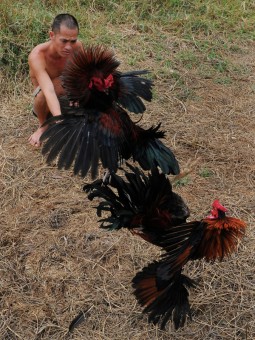 Fighting cocks