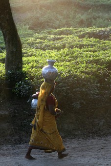 Tea Garden women.