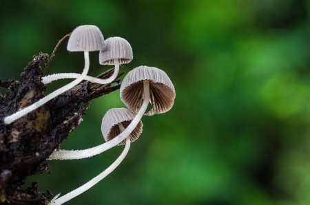 Fungi