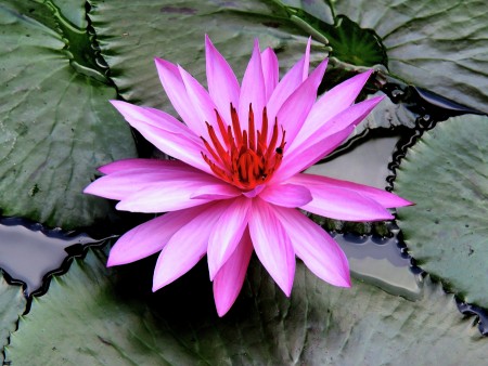Red Lotus