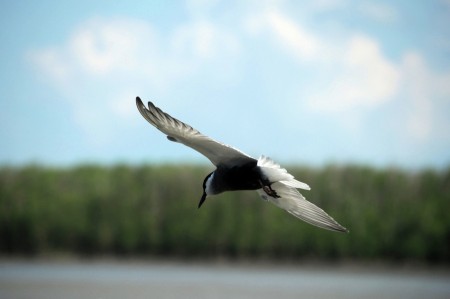 BURUNG MANGROVE SEMBILANG