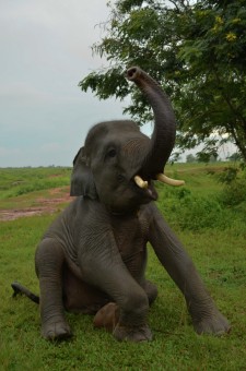 Jo of Way Kambas