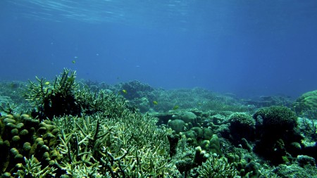 Coral Reef